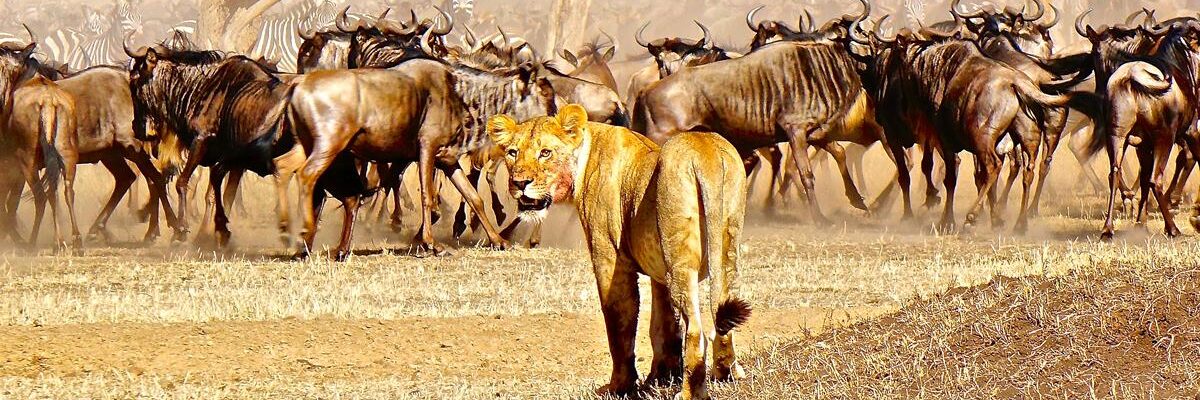 Wildebeest Migration central serengeti