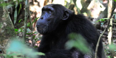 Chimpanzee Tracking In Kibale