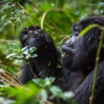 Gorilla Trekking in April & May - what to Expect | Realm Africa Safaris | Gorilla Safaris in Uganda
