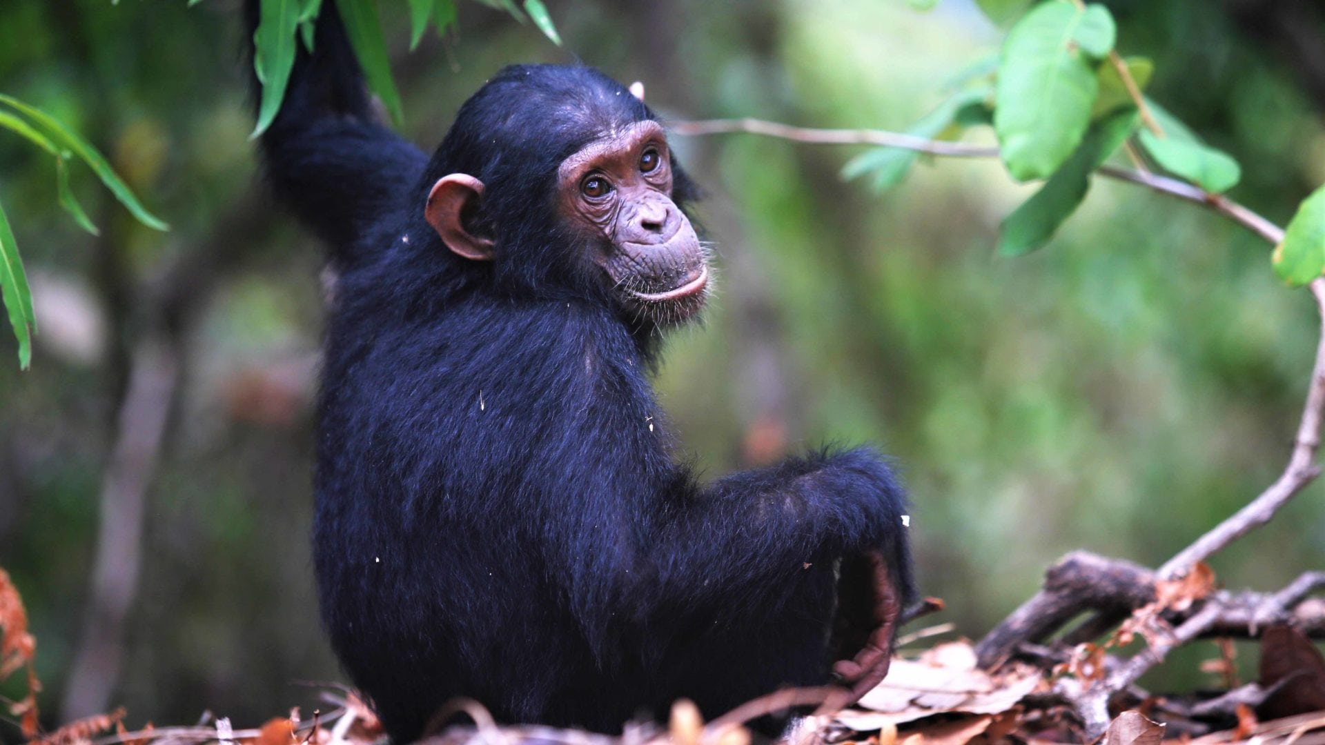 Uganda Safari in May