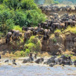 Lake Ndutu - Migration - Southern Serengeti