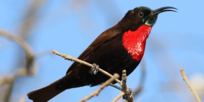 Scarlet-chested sunbird, Chalcomitra senegalensis, at Lake Chive