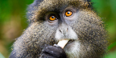 Golden Monkey Trekking Golden Monkey Trekking