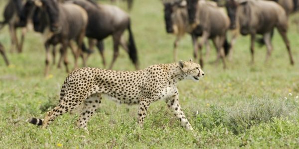 Tanzania Safari