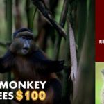 Golden Monkey Trekking Fees