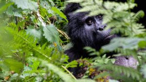 Uganda Gorilla permit price increased