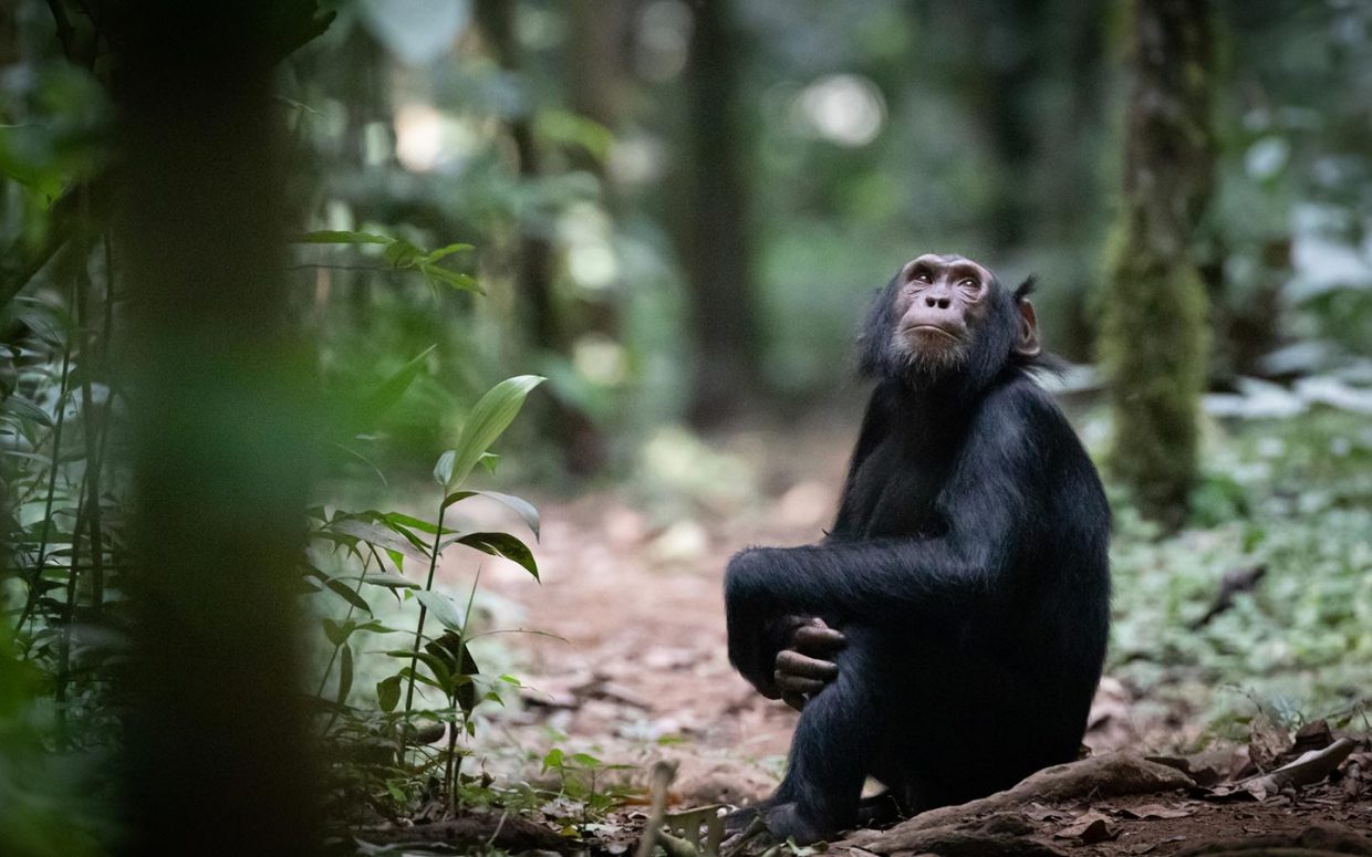 Chimpanzee tracking In Budongo Forest - Murchison fallsm National Park - Realm Africa Safaris
