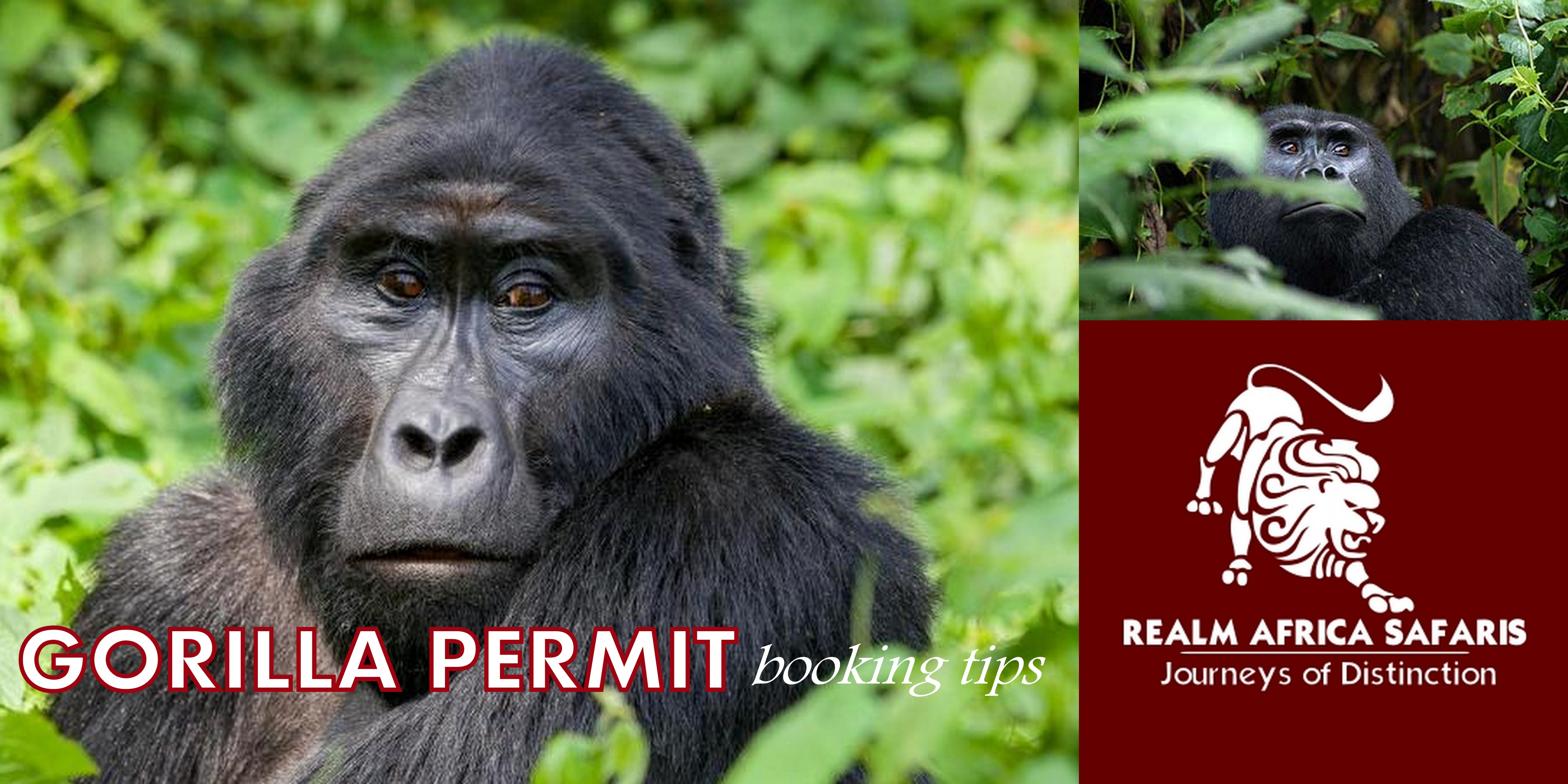 Gorilla Permit booking tips