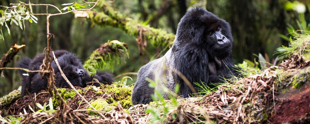 10 habituated gorilla families in Rwanda