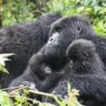 Habituated Gorilla Families in Rwanda