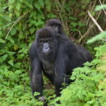 Rwanda gorilla Family migrates to Uganda