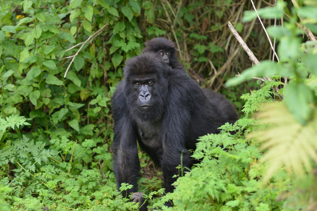 Rwanda gorilla Family migrates to Uganda