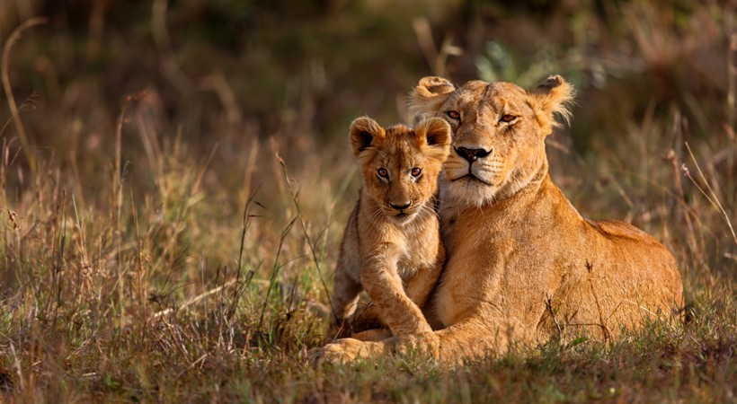 07 Days Kenya Wildlife Safari