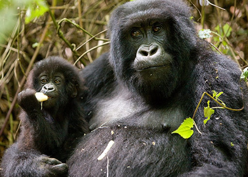 End of year Uganda Gorilla Safaris
