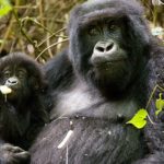 End of year Uganda Gorilla Safaris
