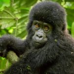 Gorilla Trekking In February