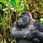 Gorilla Trekking In July - Realm Africa Safaris
