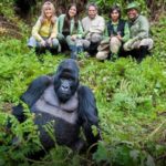 Gorilla Trekking In November