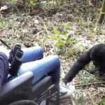 Gorilla Trekking for differnetly-abled persons
