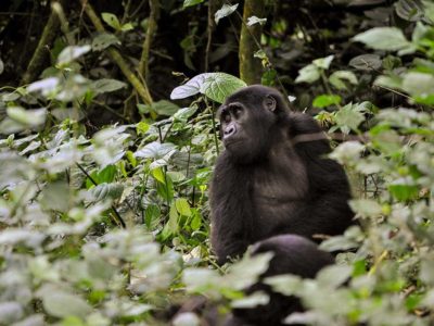 Gorilla Safaris for Seniors