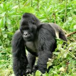 Gorilla trekking in May