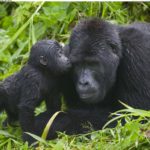 gorilla trekking In March
