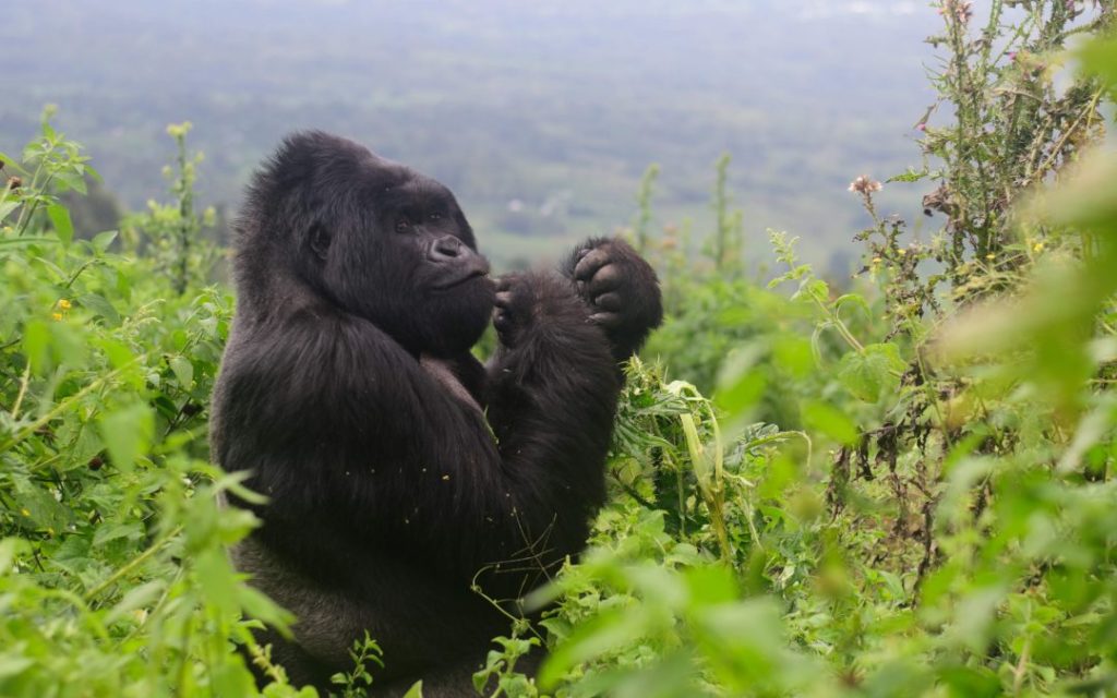 gorilla trekking in december with Realm Africa Safaris
