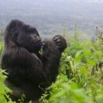 gorilla trekking in december with Realm Africa Safaris