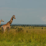 03 Days Murchison Falls safari - Giraffe - Murchison Falls Nation Park - Realm Africa Safaris