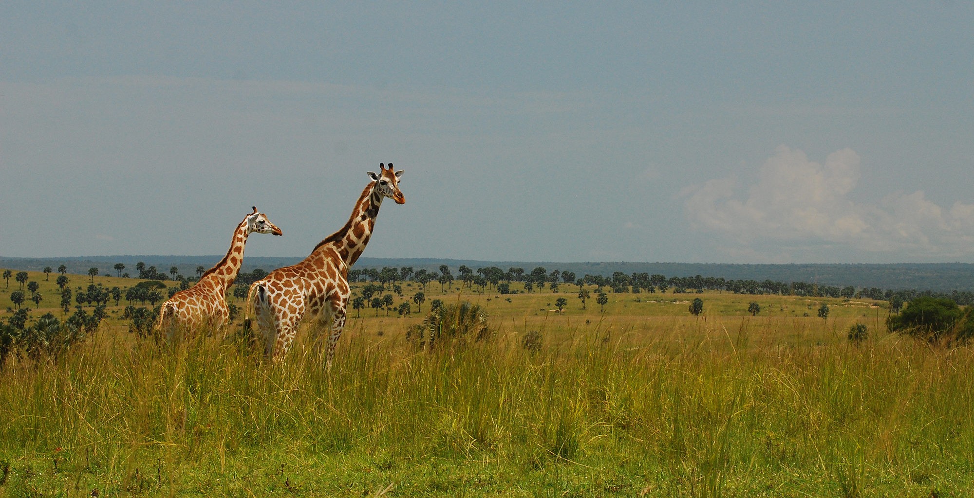 03 Days Murchison Falls safari - Giraffe - Murchison Falls Nation Park - Realm Africa Safaris