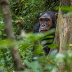 Chimpanzees In Africa - RAS - Realm Africa Safaris