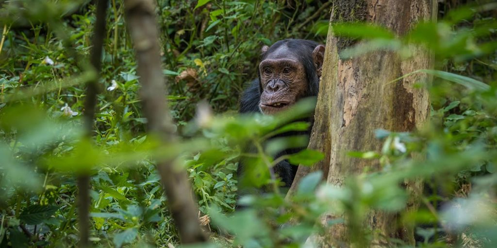Chimpanzees In Africa - RAS - Realm Africa Safaris