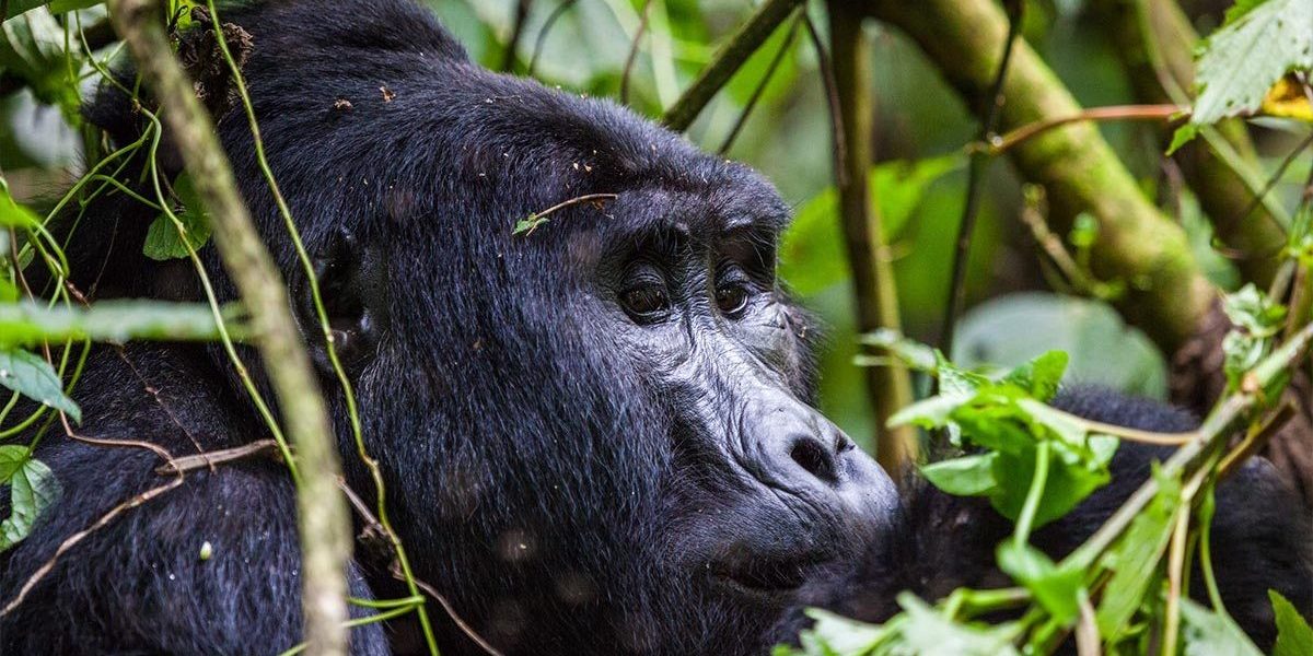 Gorilla Safaris for Volunteers in Uganda & Rwanda