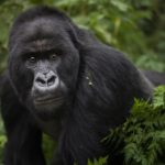 Gorilla Trekking In August - Realm Africa Safaris