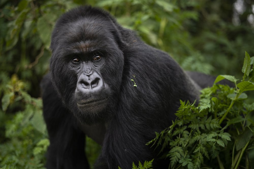 Gorilla Trekking In August - Realm Africa Safaris