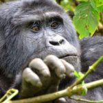 Gorilla Trekking IN October