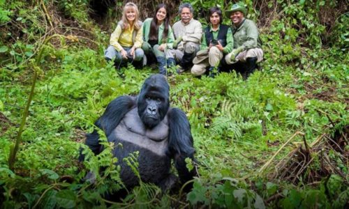 Gorilla Trekking with realm Africa Safaris