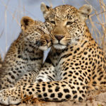 Leopards IN Africa - Mother & Cub - Ishasha