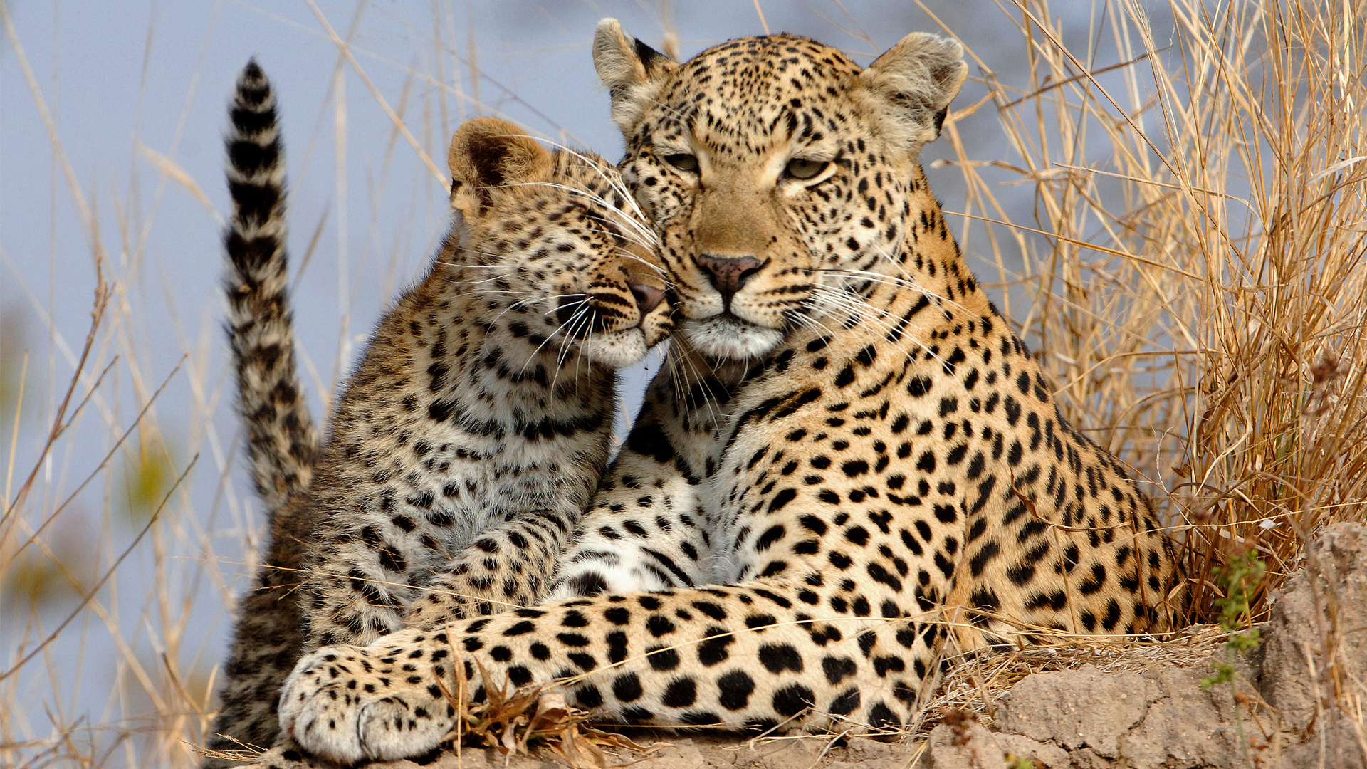 Leopards IN Africa - Mother & Cub - Ishasha