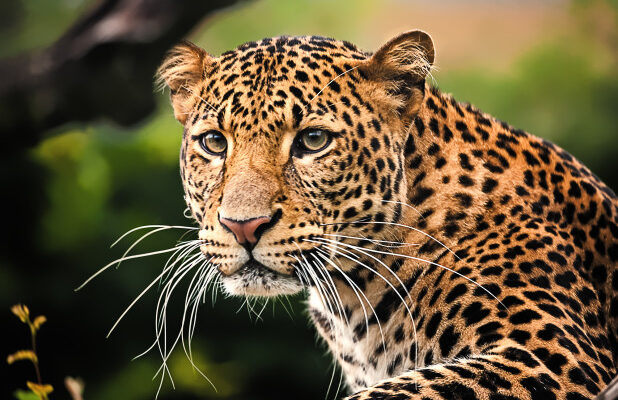 Leopards In Africa - Realm Africa Safaris