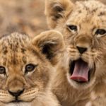 Lions In Africa - Realm Africa Safaris