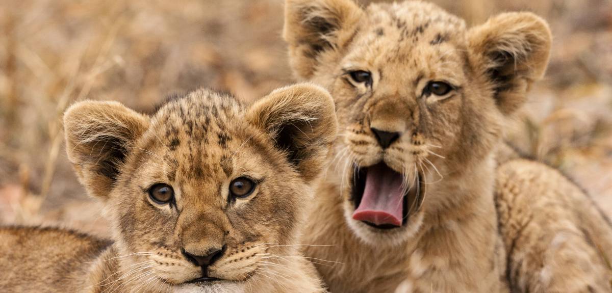 The Big Five Animals of Africa - Elephant, lions, leopard, Buffalo & Rhino