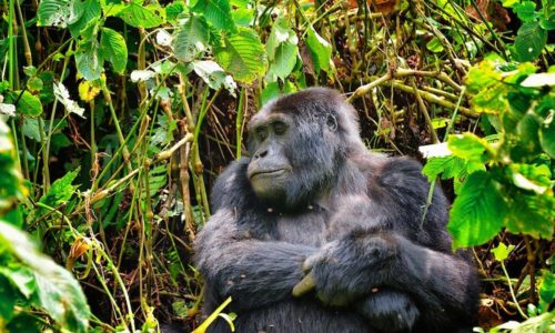 Mountain Gorillas In Africa