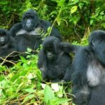 Mountain gorillas in Africa - Realm Africa Safaris