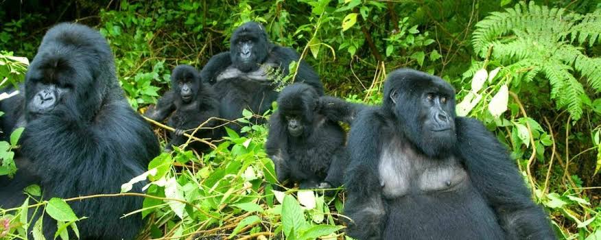 Mountain gorillas in Africa - Realm Africa Safaris