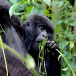 Trek gorillas and Relax on the Nile