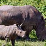 Rhinos In Africa