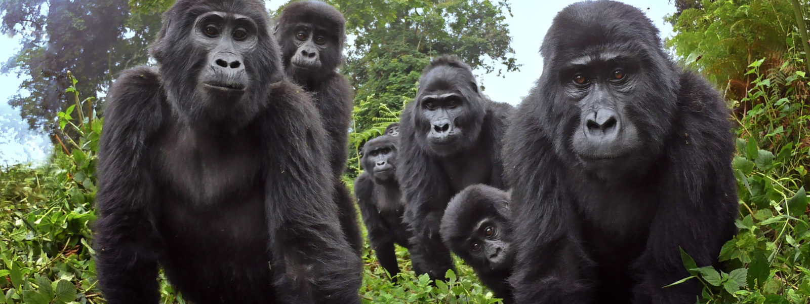 Why are Gorilla Permits so expensive