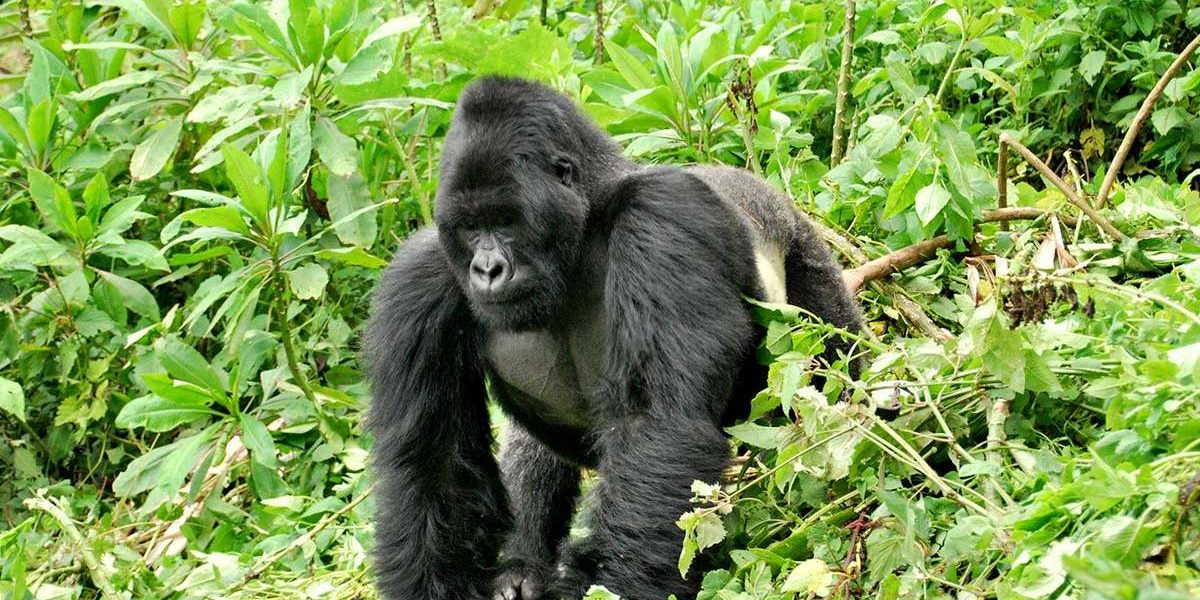 gorilla permit information