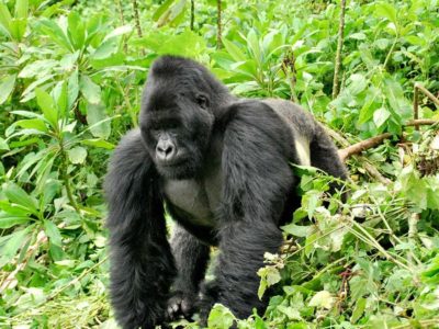 gorilla permit information